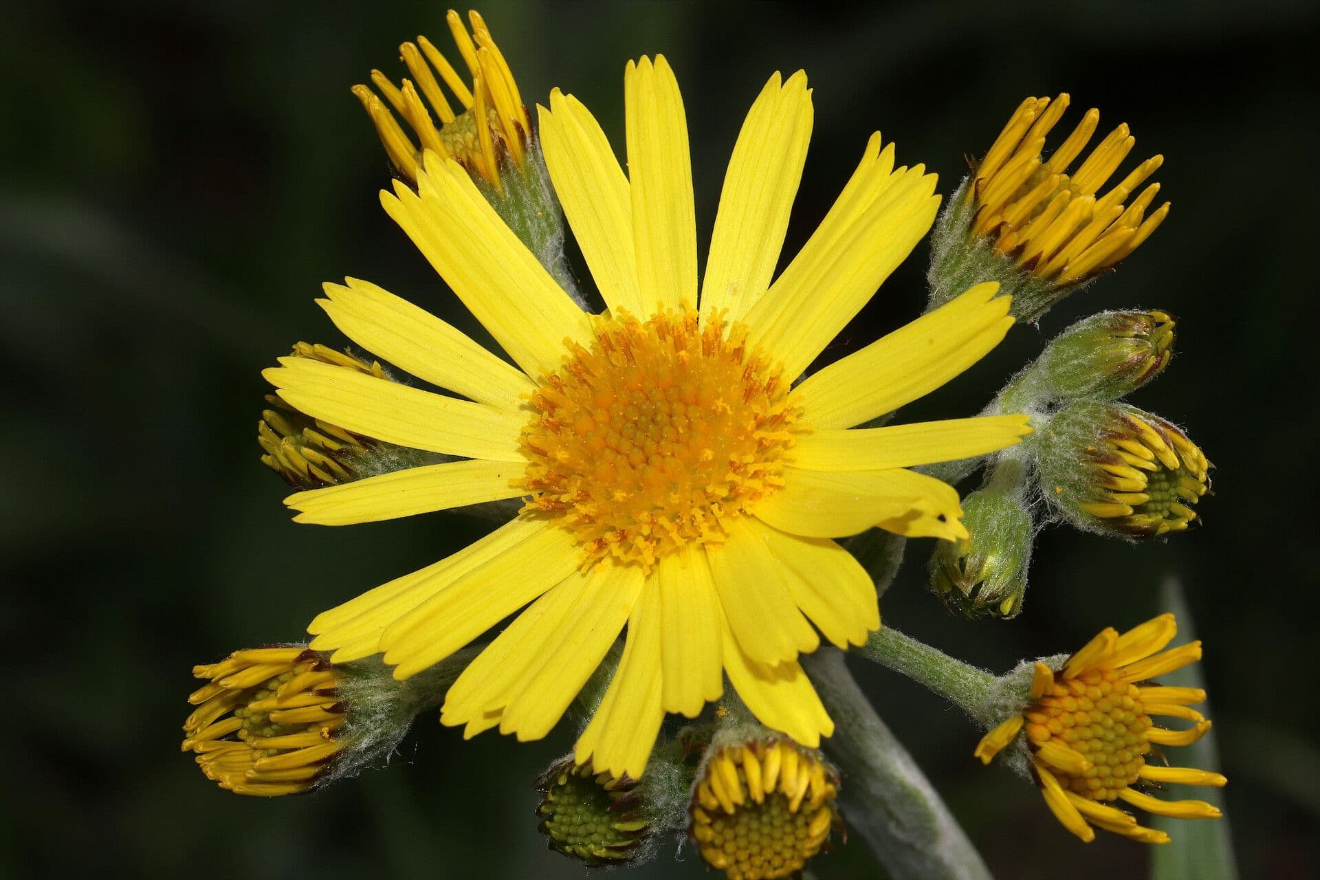 Tephroseris 3