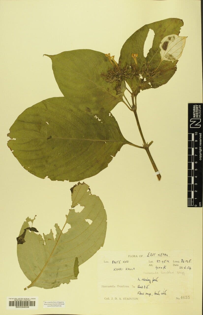 Mussaenda 9