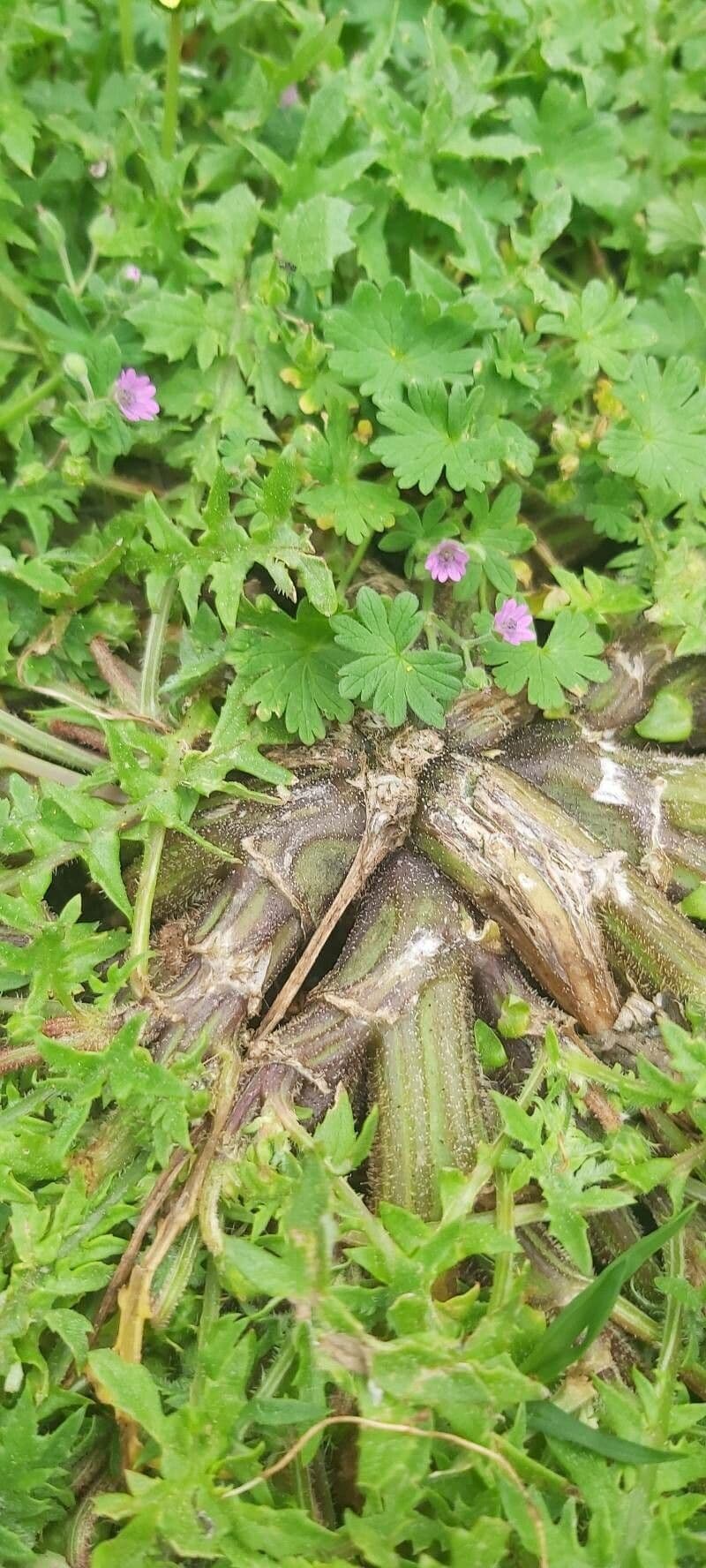 Kapringelblume 22