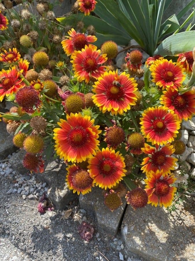 Gaillardia aristata 13