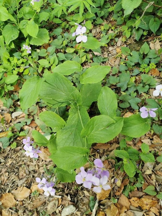 Violaröschen 13