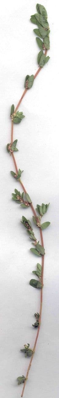 Euforbia timo 15