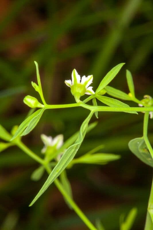 Thesium linofilo 22