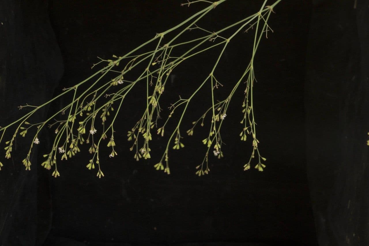 Boerhavia erecta 7