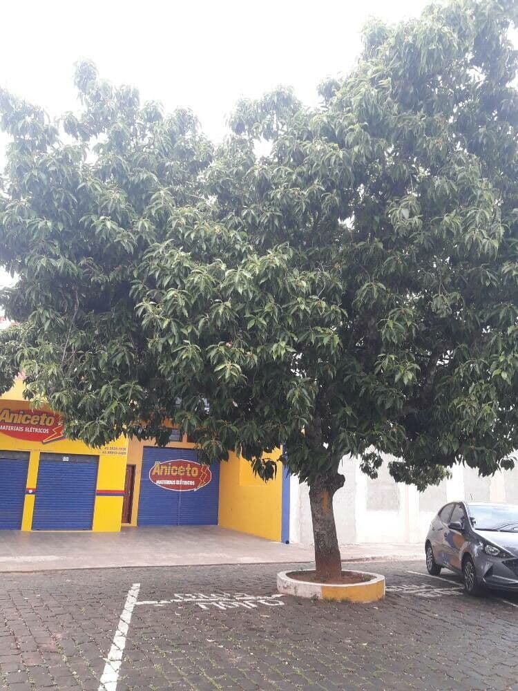 Magnolia champaca 15