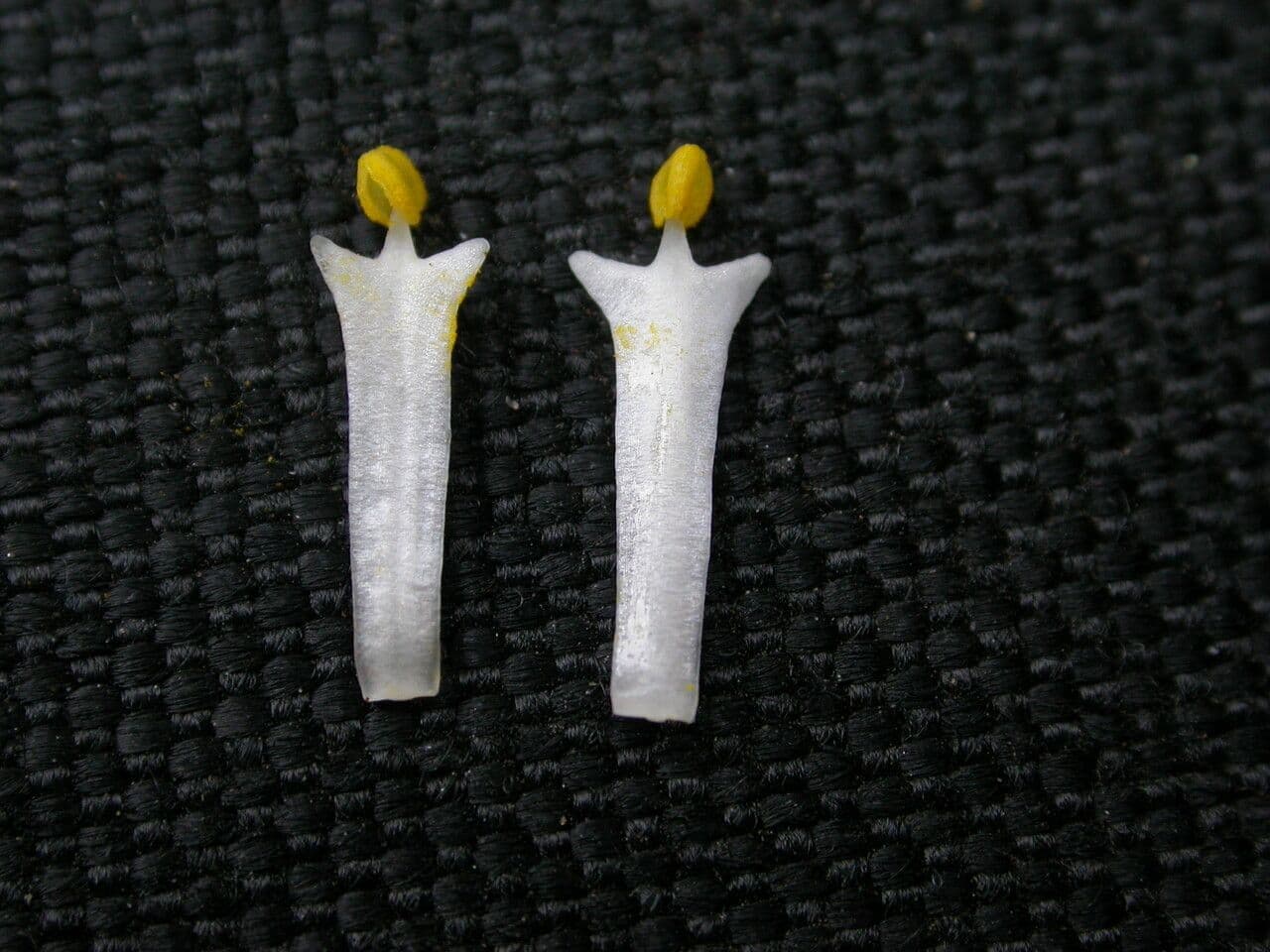 Deutzia 3
