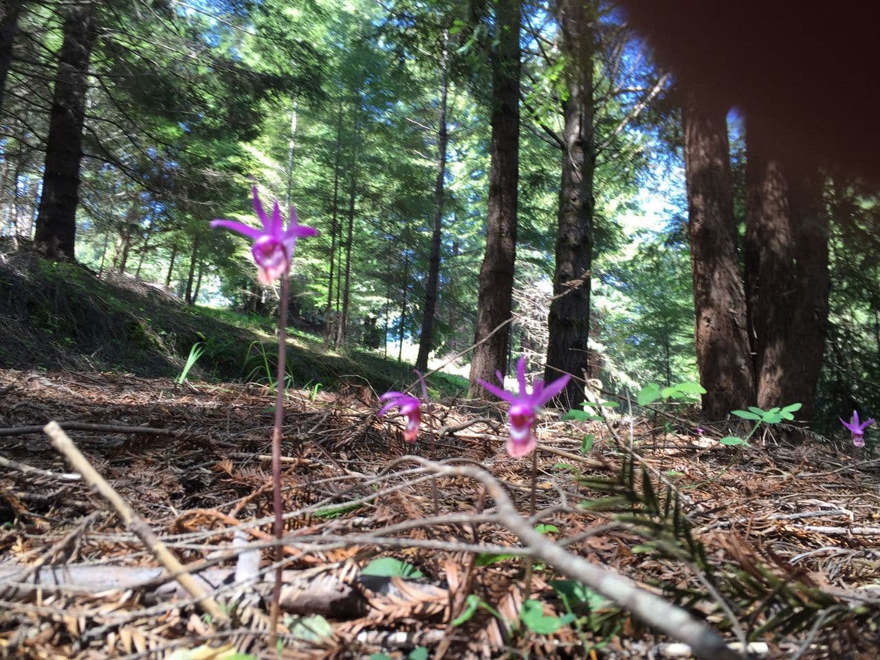 Calypso bulbosa 9