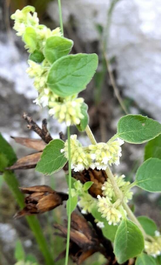 Minthostachys 2