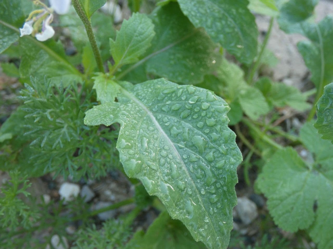 Rucola selvatica 17