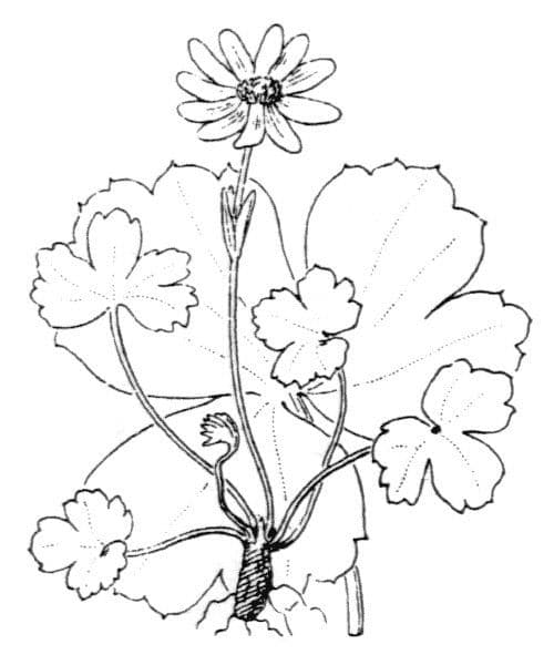 Anemone dei giardini 23