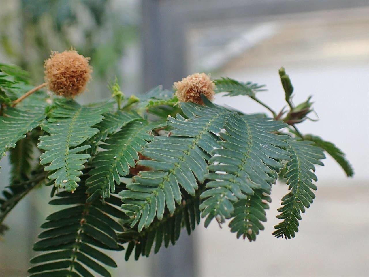 Mimosa 9
