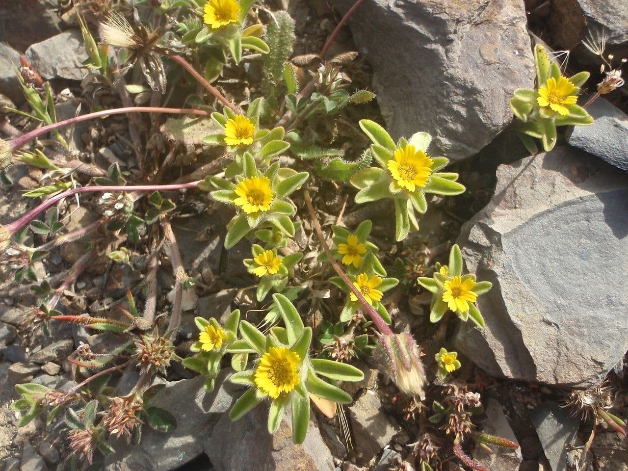 Asteriscus acquatico 2