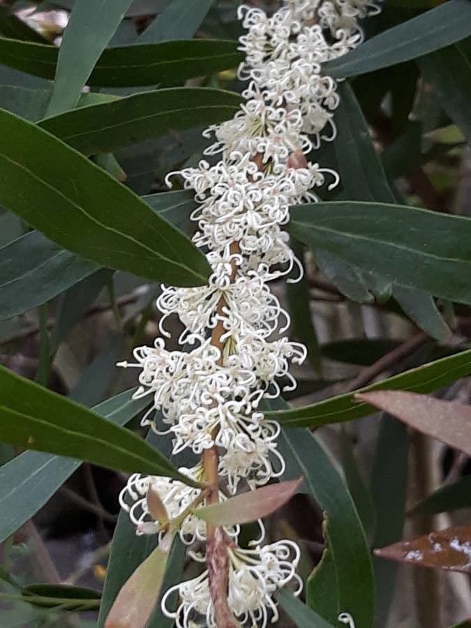 Weidenblättrige Hakea 9