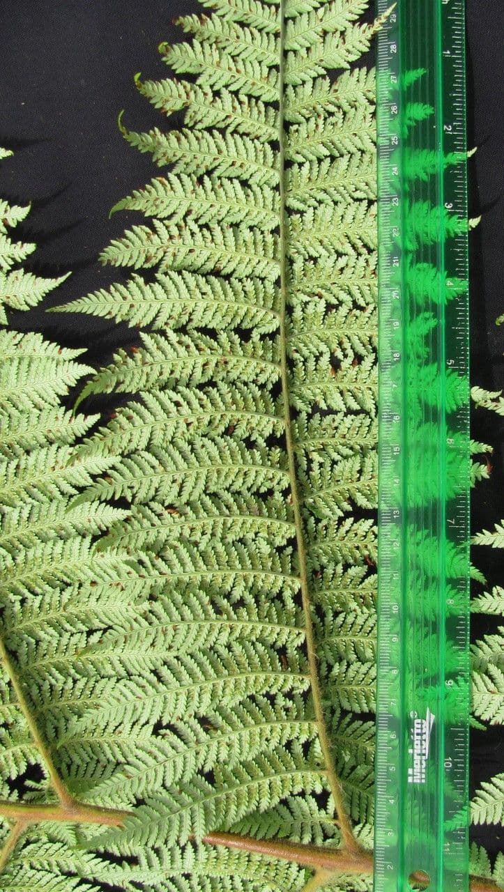 Lophosoria quadripinnata 9