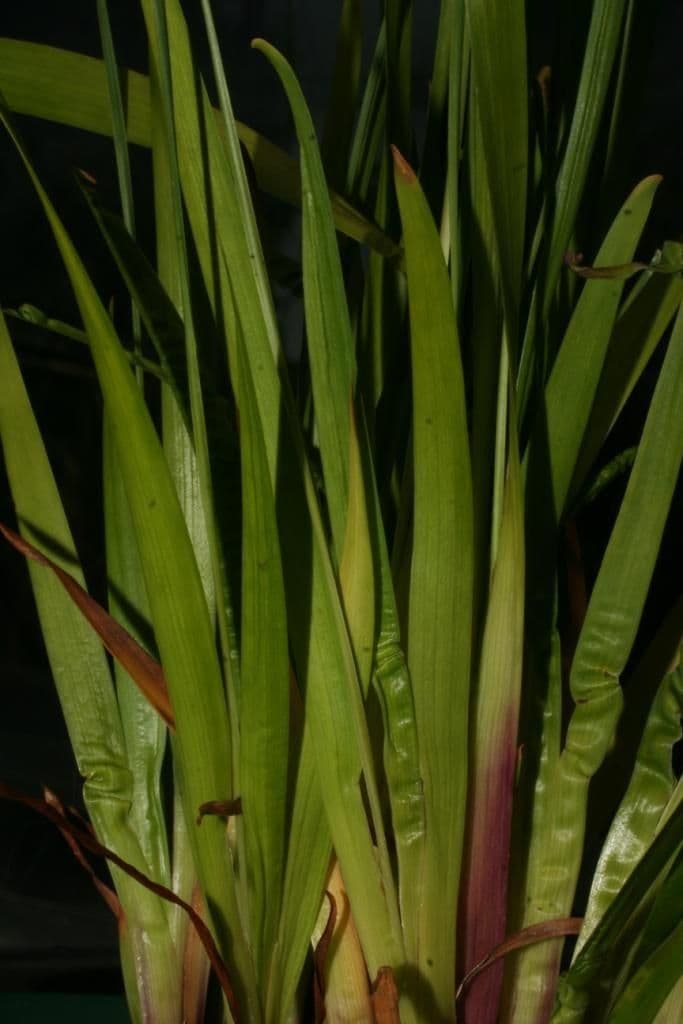 Xyris tennesseensis 20