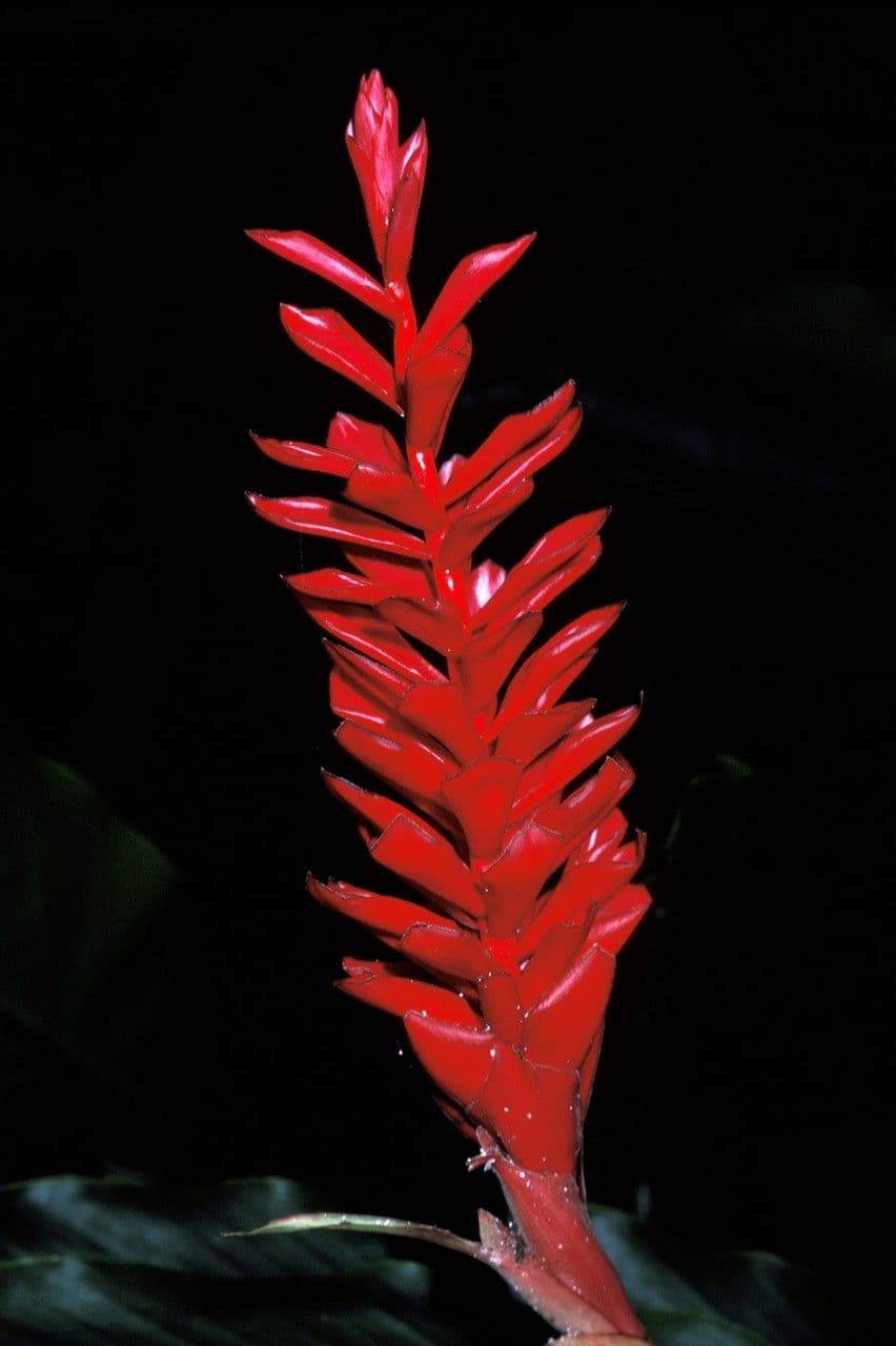Etlingera