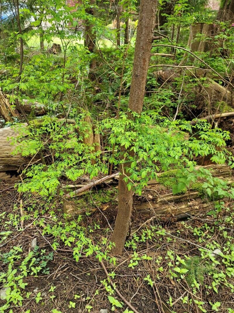 Kleinblättrige Heidelbeere 12