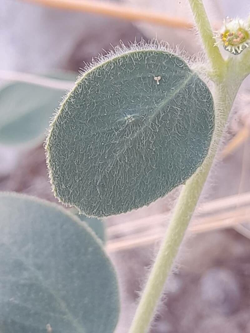 Petiolate Spurge 11