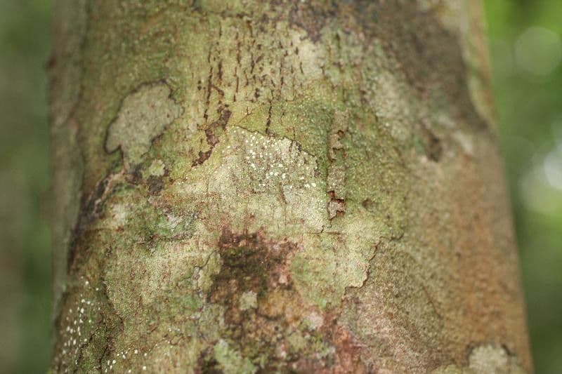 Lacistema grandifolium 9