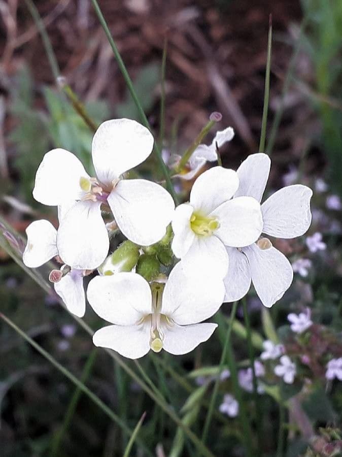Rucola selvatica 6