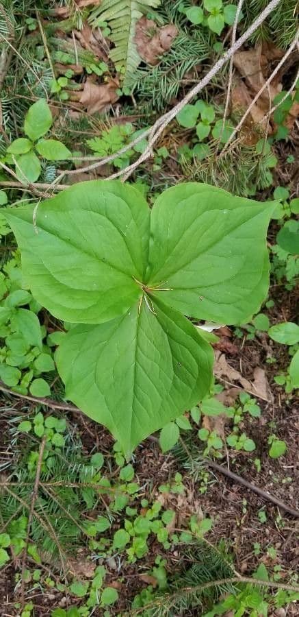 Trillium ovato 17
