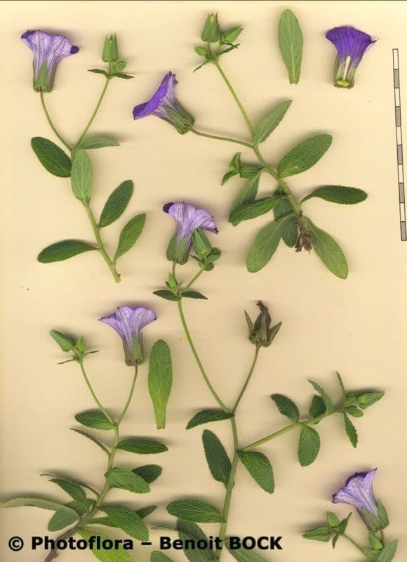 Jacobaea-Glockenblume 8