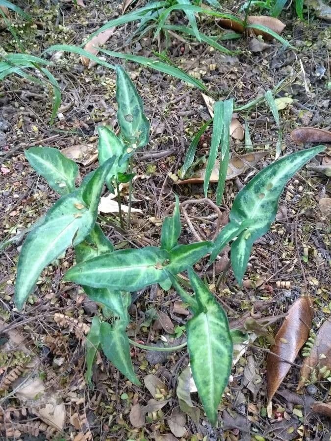 Syngonium 25