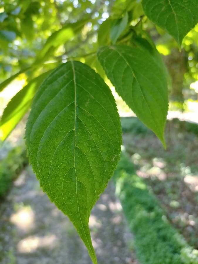 Eucommia 13