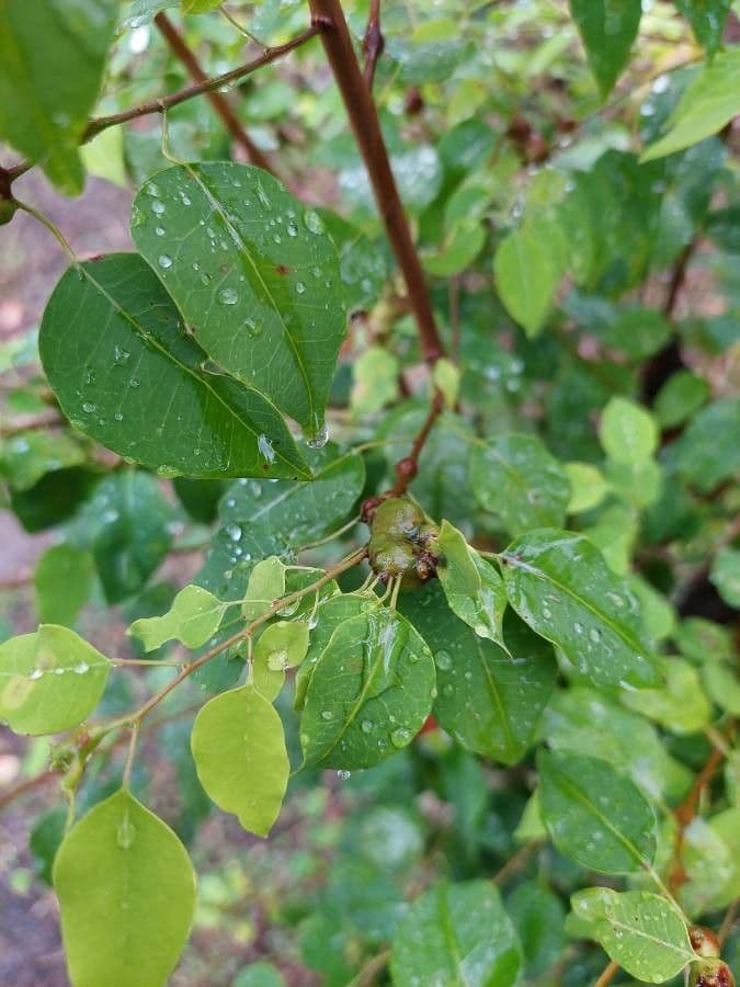 Maprounea 4