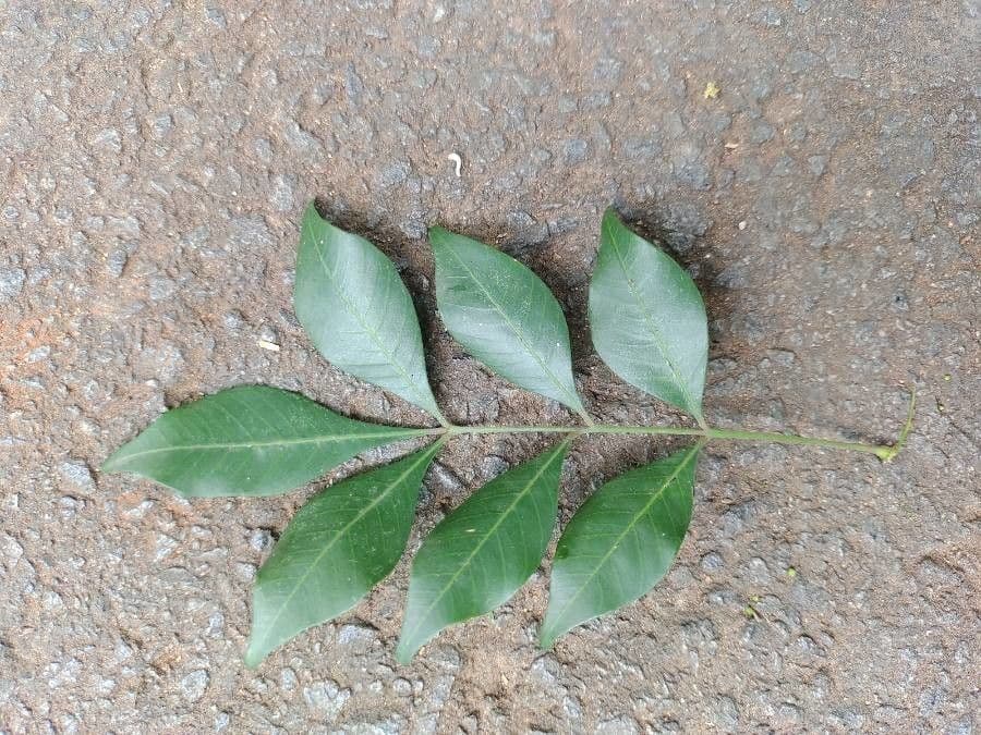 Trichilia 11