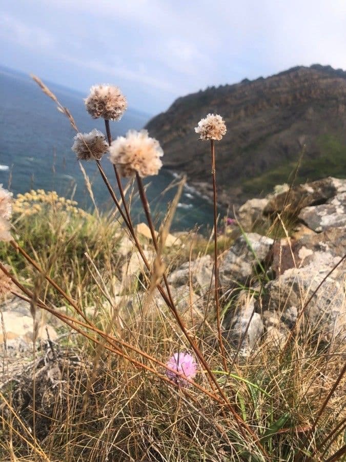 Armeria 6