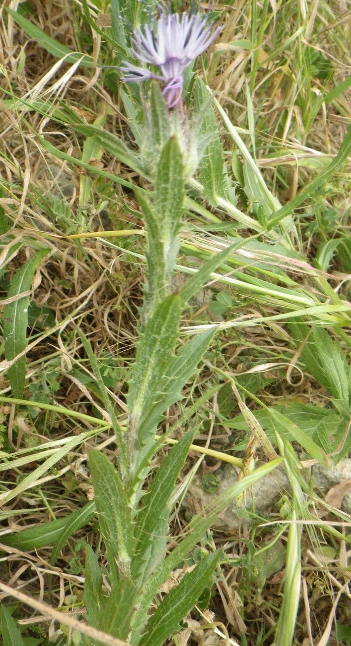 Blaue Distel 9