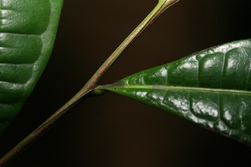 Vantanea 13