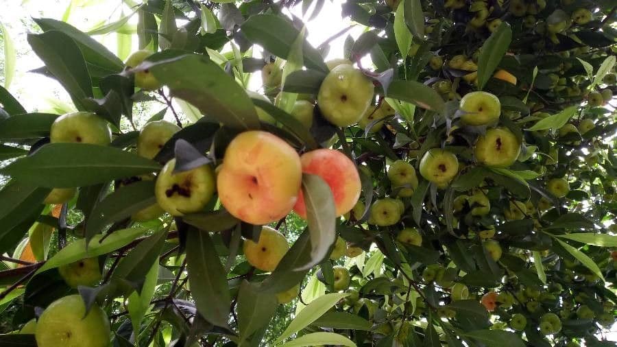 Garcinia 3