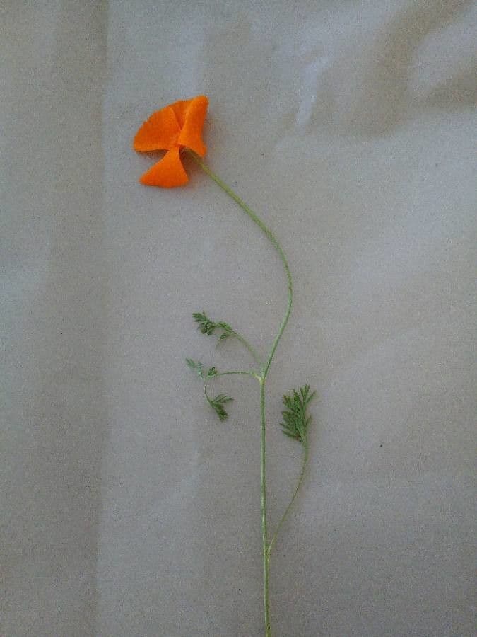 Kalifornischer Mohn 25