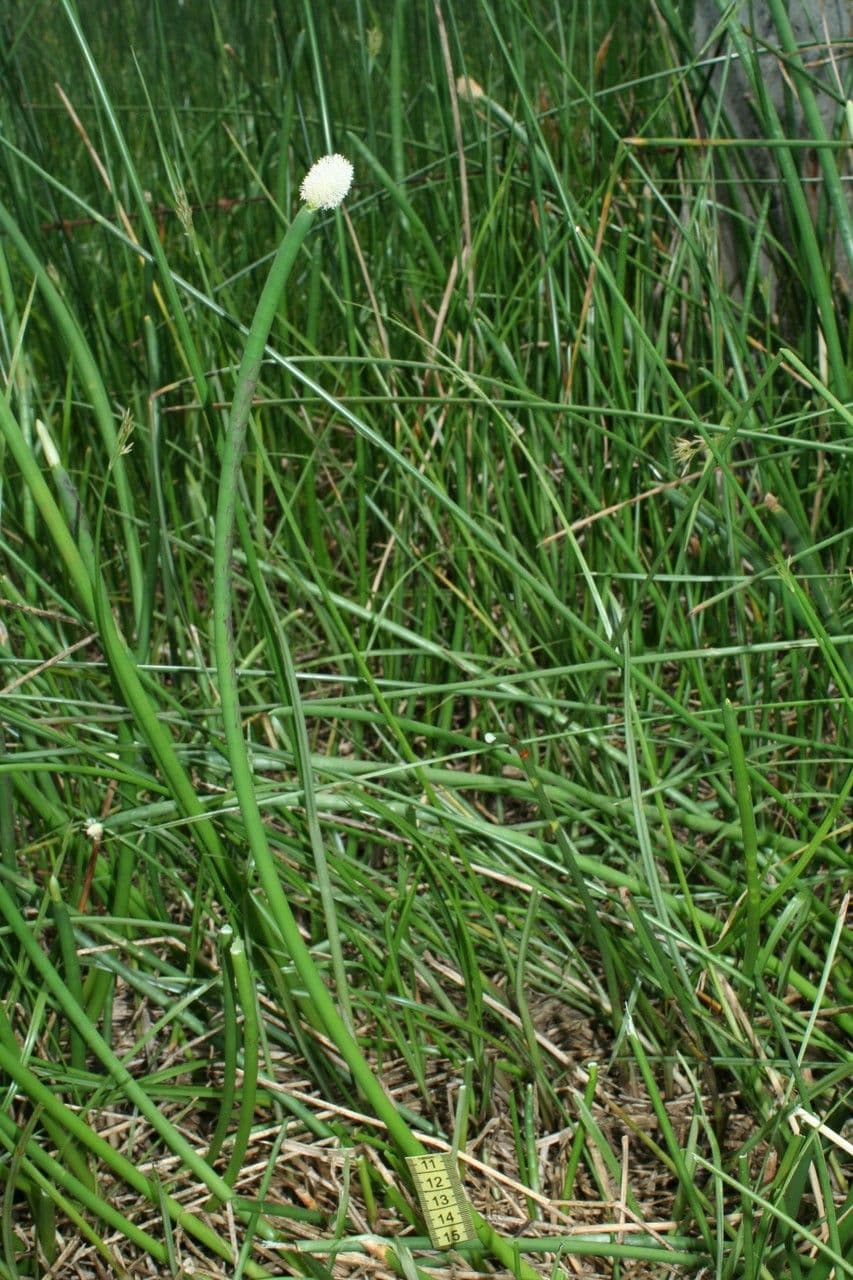 Ważka 15