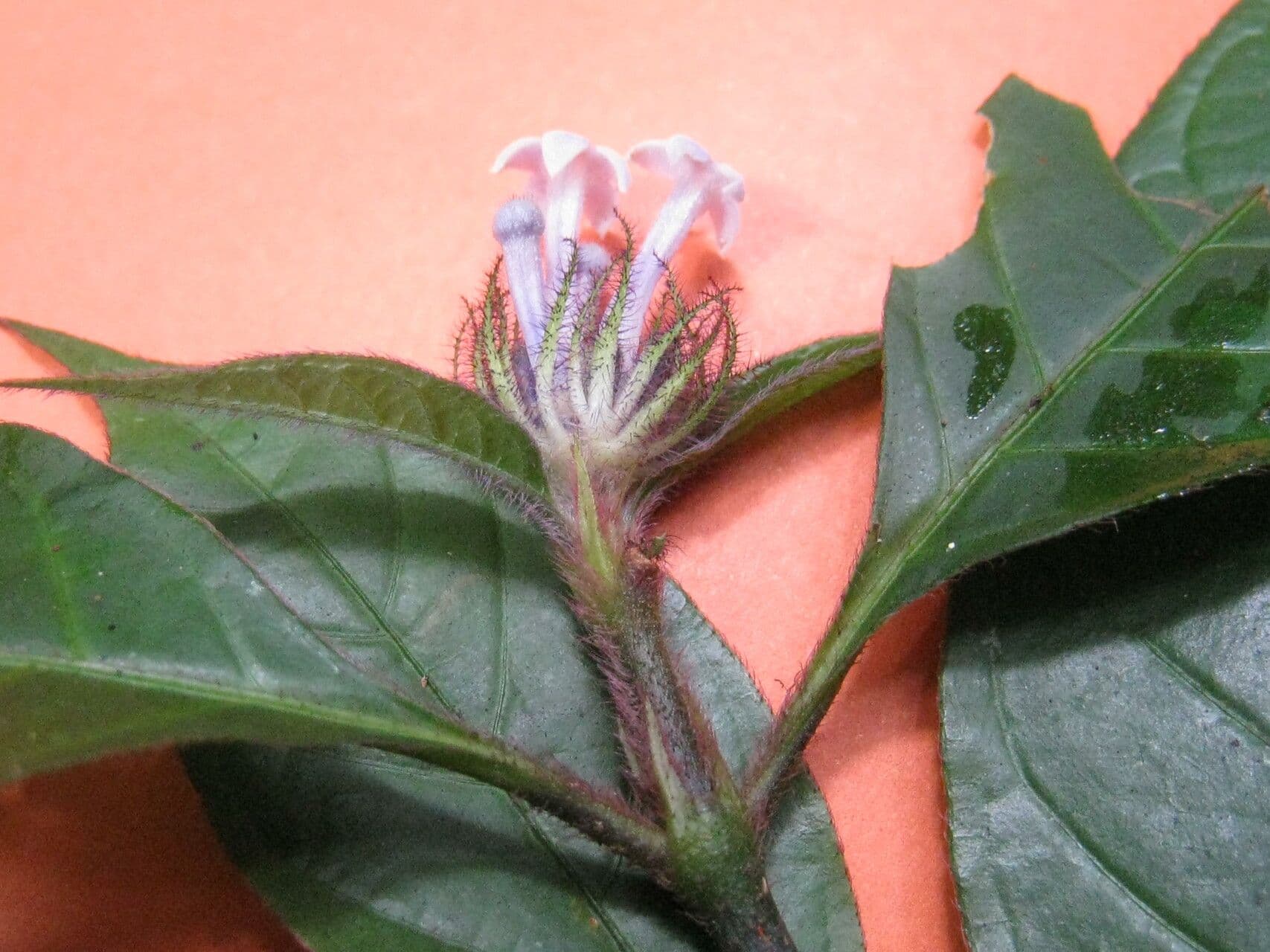Palicourea 2