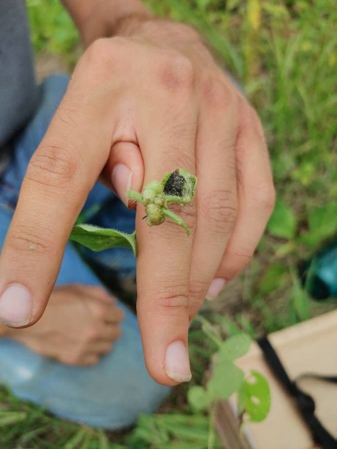Ipomoea lacunosa