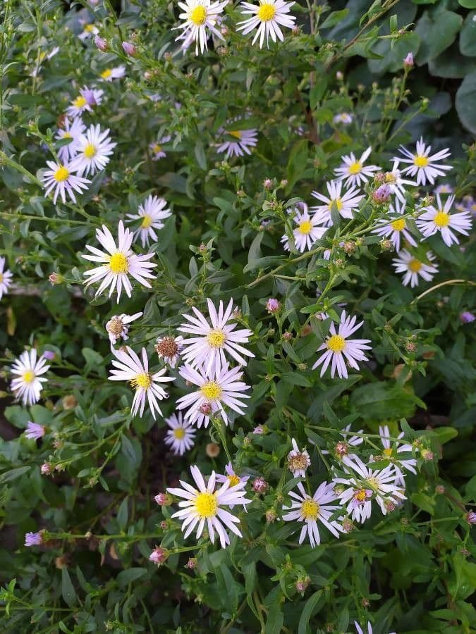 Pyrenäen-Aster 12