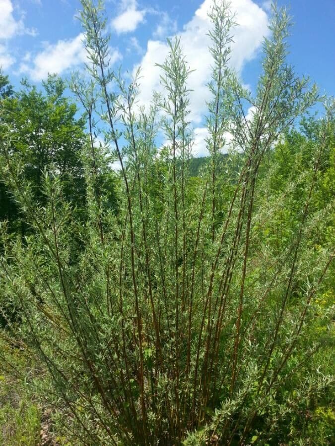 Miricaria germanica 22