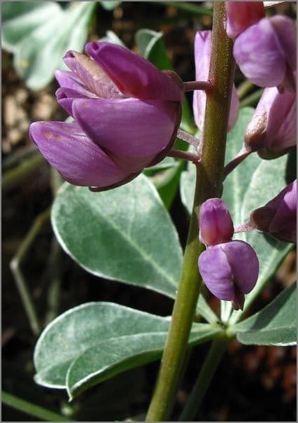 Lupino 3