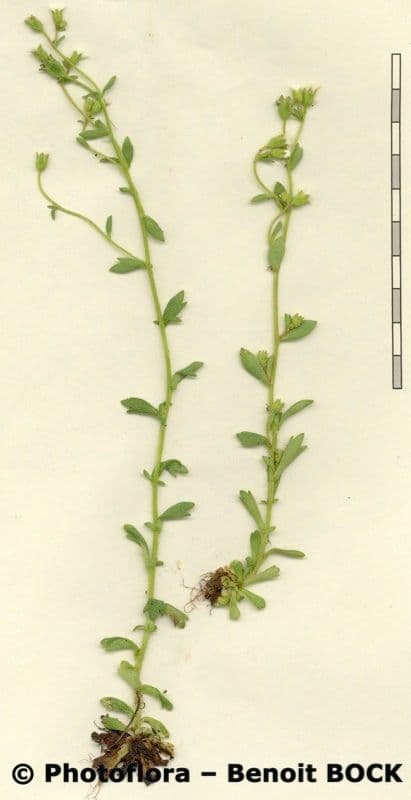 Steinbrech 13