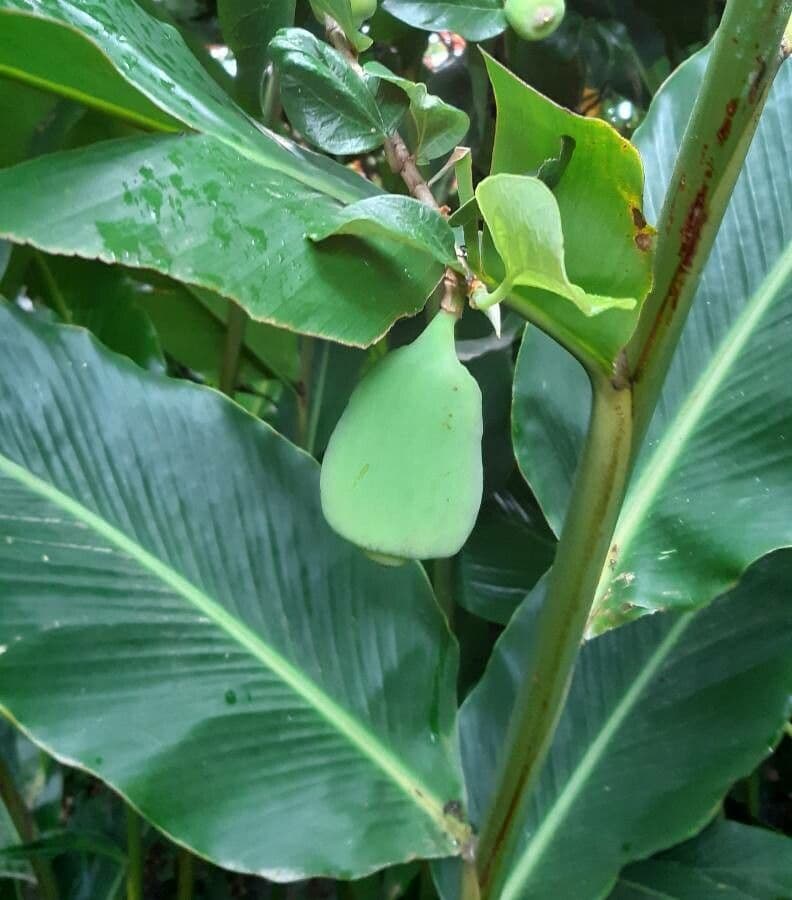 Fleur de cire philippine 3