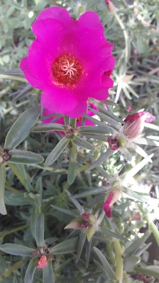 Flor de once horas 26