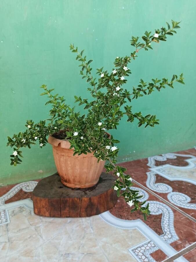 Serissa 4