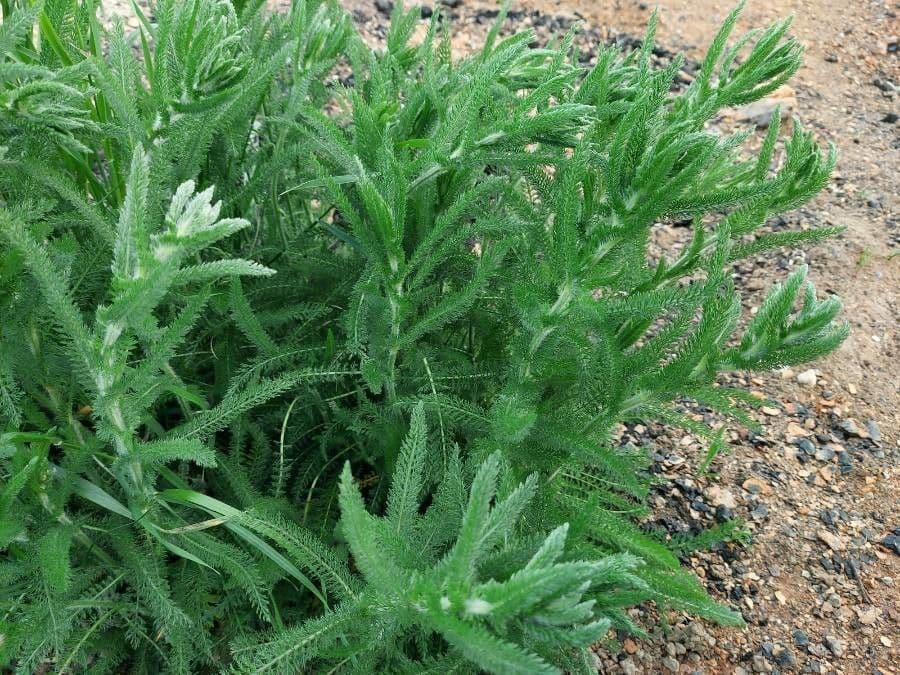 Achillea tomentosa 9