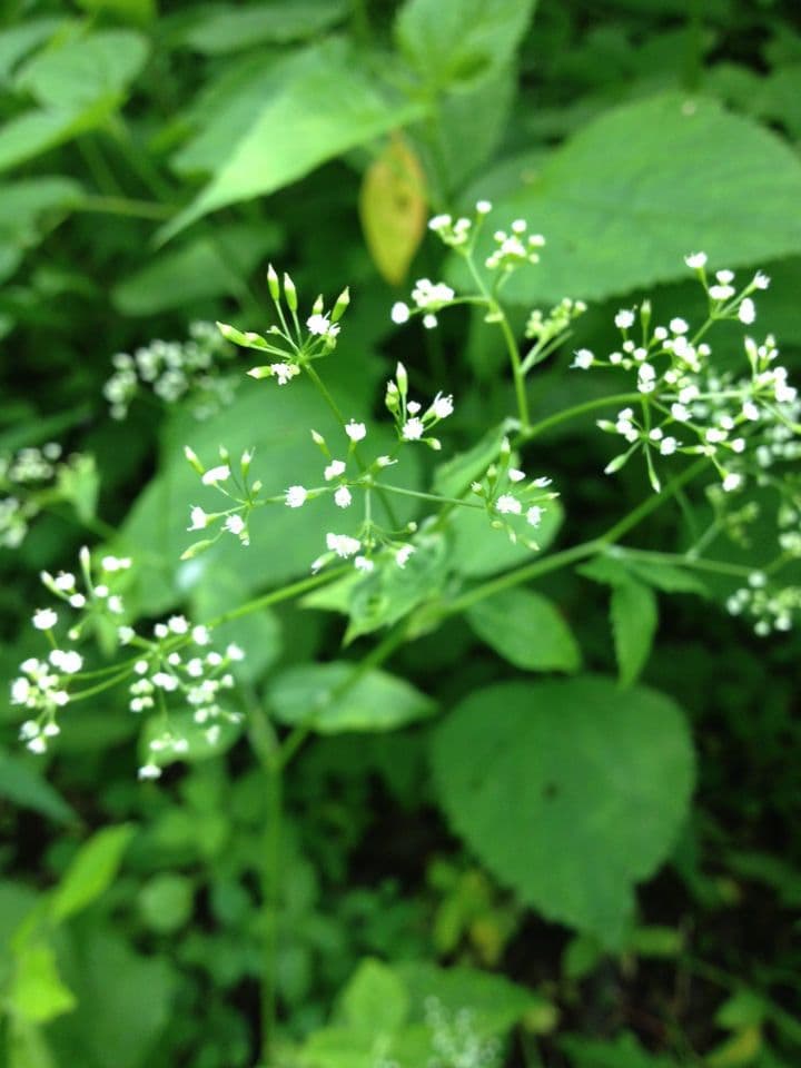 Criptotaenia canadensis 5