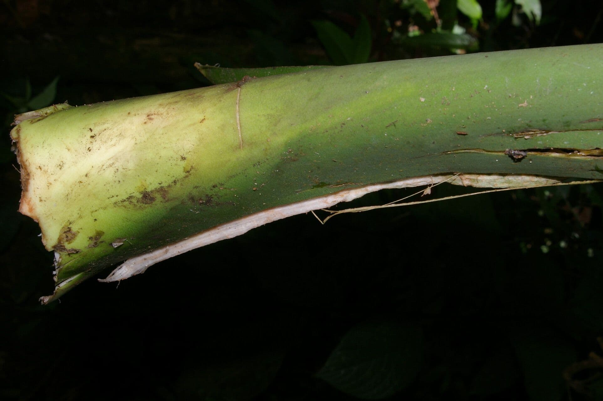 Monstera 15