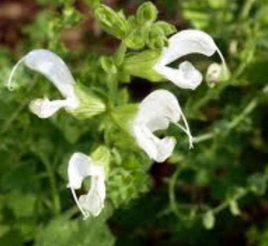 Salvia