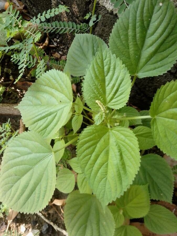 Acalifa setosa 9